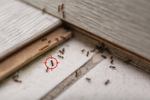 Best Pest Inspection Near Me  in Eatonville, WA