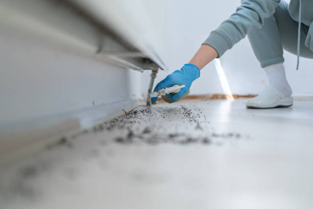 Best Termite Control Services  in Eatonville, WA